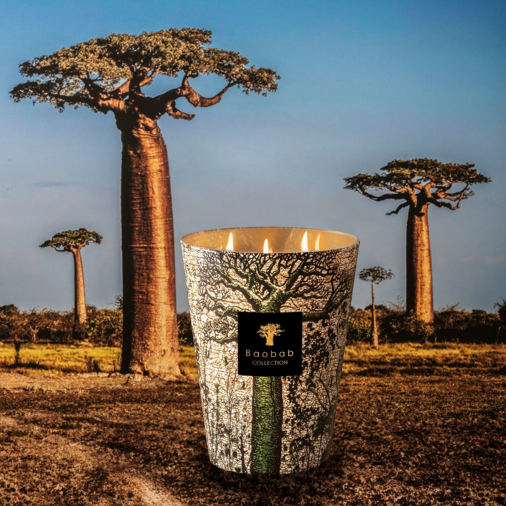 Botanical Baobab CD ボタニカル　バオバブ バオバブオイル BOTANICAL PREMIUM」 BOTANICAL PREMIUM Series 大容量