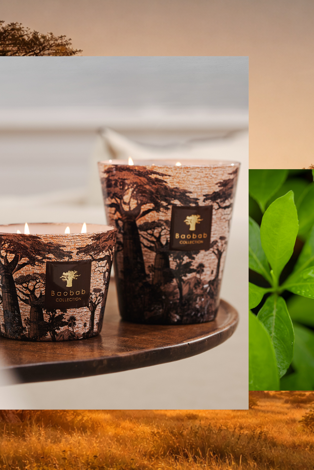 Sacred Trees Collection - Baobab • Baobab Collection Inc